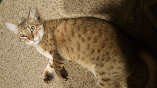 47 HQ Images Bengal Cat Hypoallergenic Cats For Sale Near Me / Bengal Cat For Sale Near Me